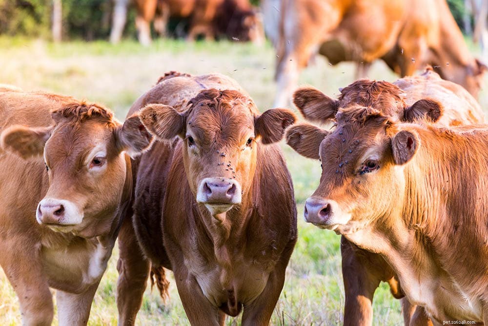Cows: Understanding Their Herbivorous Diet – Key Facts You Should Know