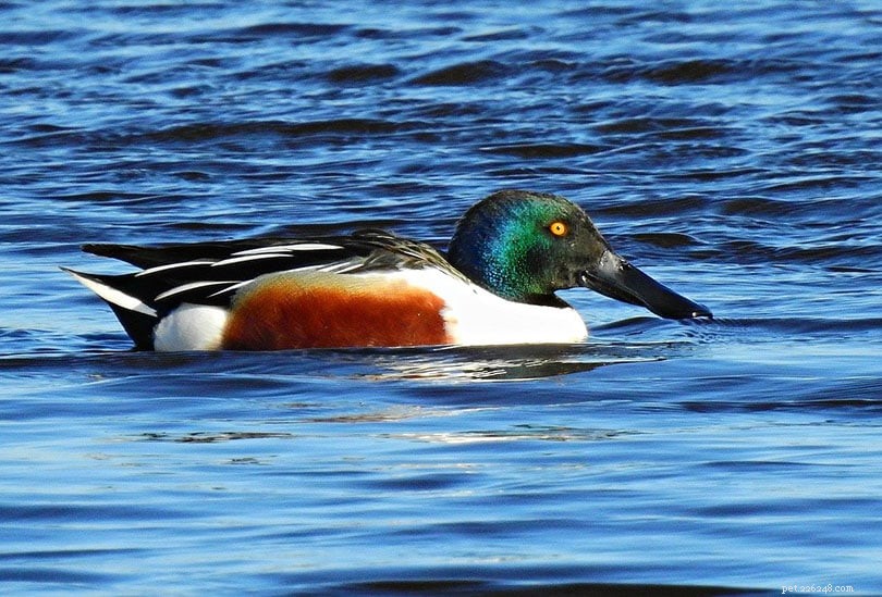 Explore 11 Stunning Duck Breeds – Beautiful Colors & Images