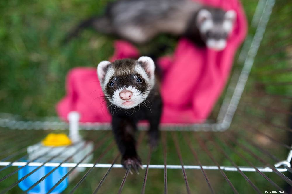 Build Your Own Ferret Playground: 8 DIY Playpen Designs for Happy, Safe Play