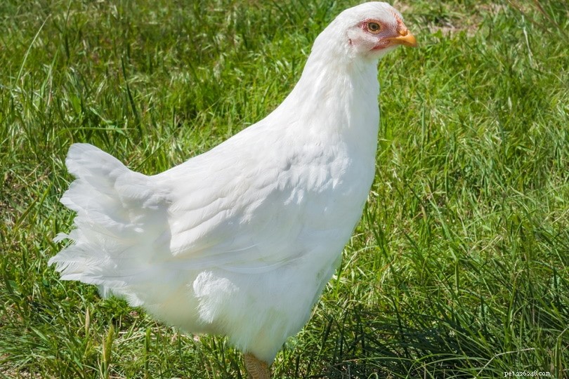 White Rock Chicken: Cold-Climate Champion for Eggs, Meat, and Foraging