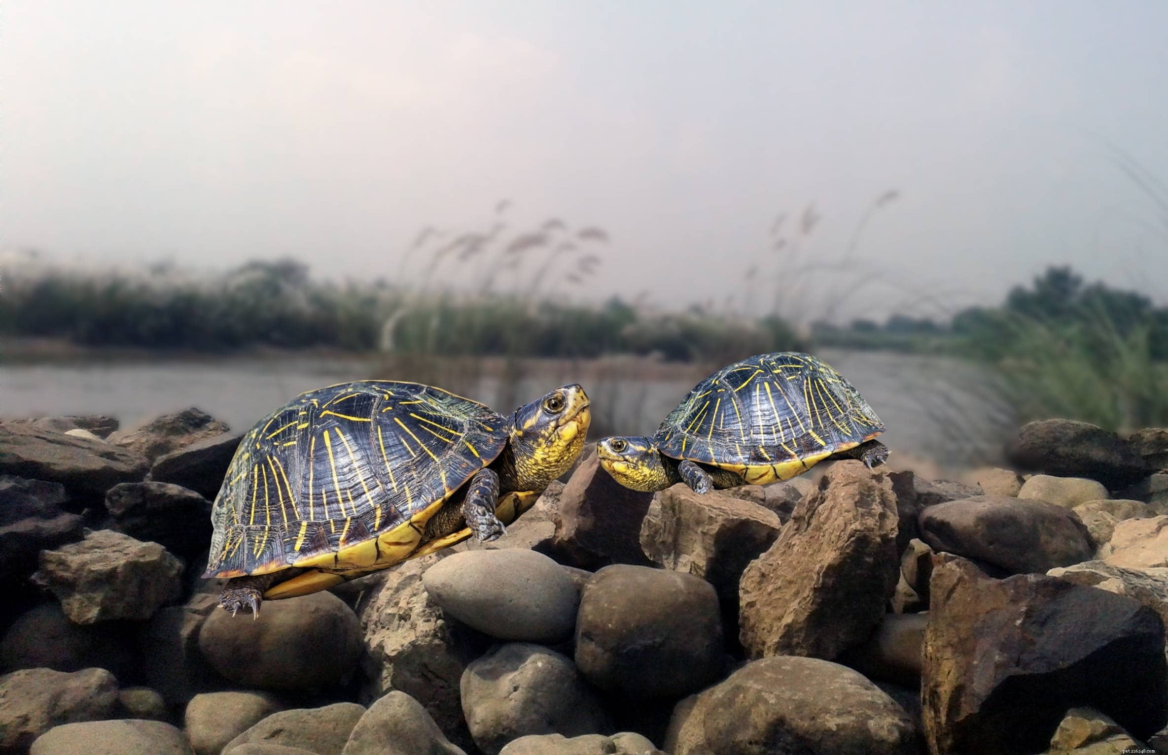 PetSmart Turtle Prices: What to Expect Before You Buy