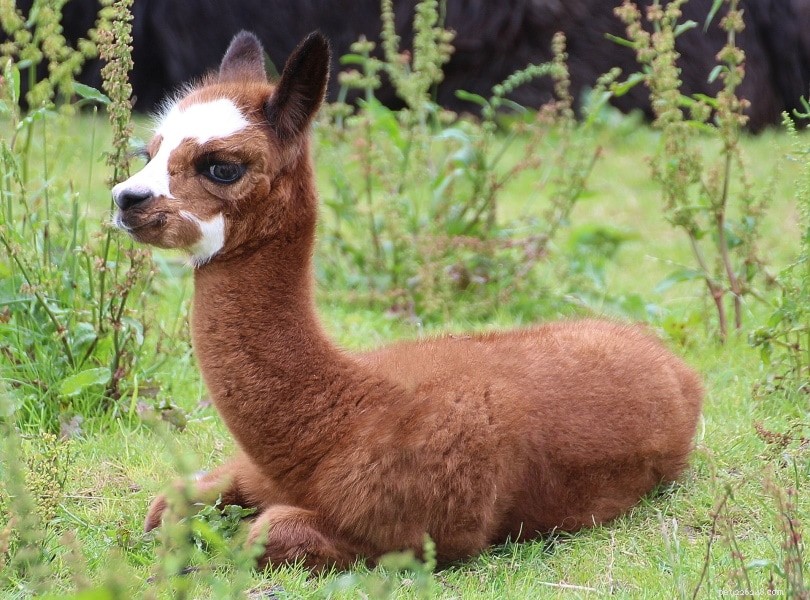 Alpaca Pricing 2022: Purchase & Care Costs Explained