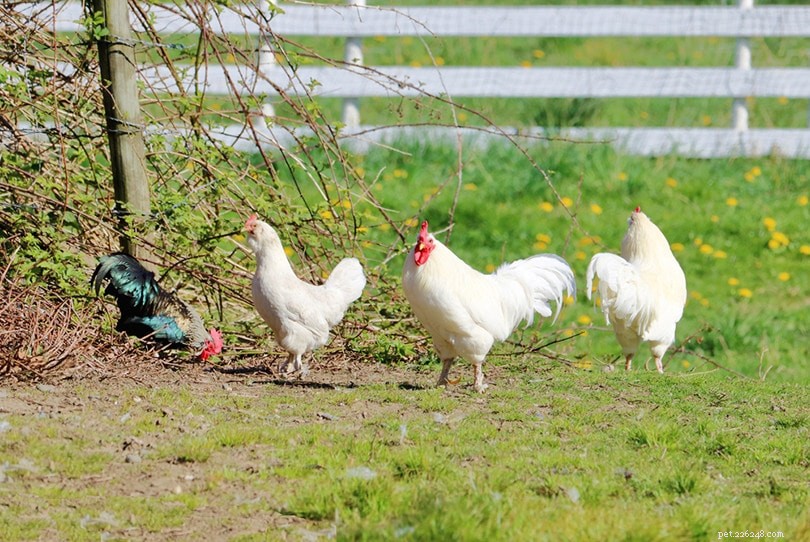 Ixworth Chickens: A Rare Breed Revived for Premium Meat & Eggs