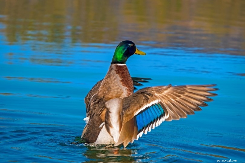 Discover 20 Duck Breeds Native to Oklahoma – A Visual Guide