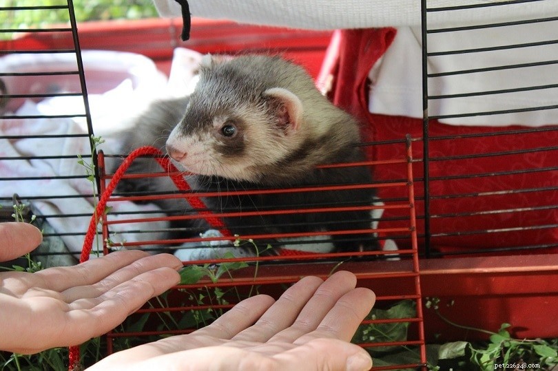 Build Your Own Ferret Cage: 10 Expert DIY Plans for Secure, Spacious Habitats