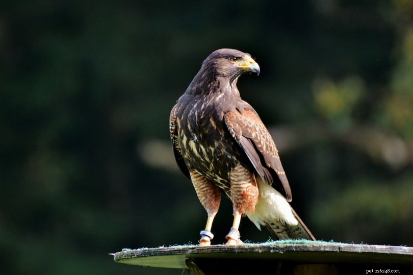 10 Urgent Statistics on Canada s Endangered Species in 2022