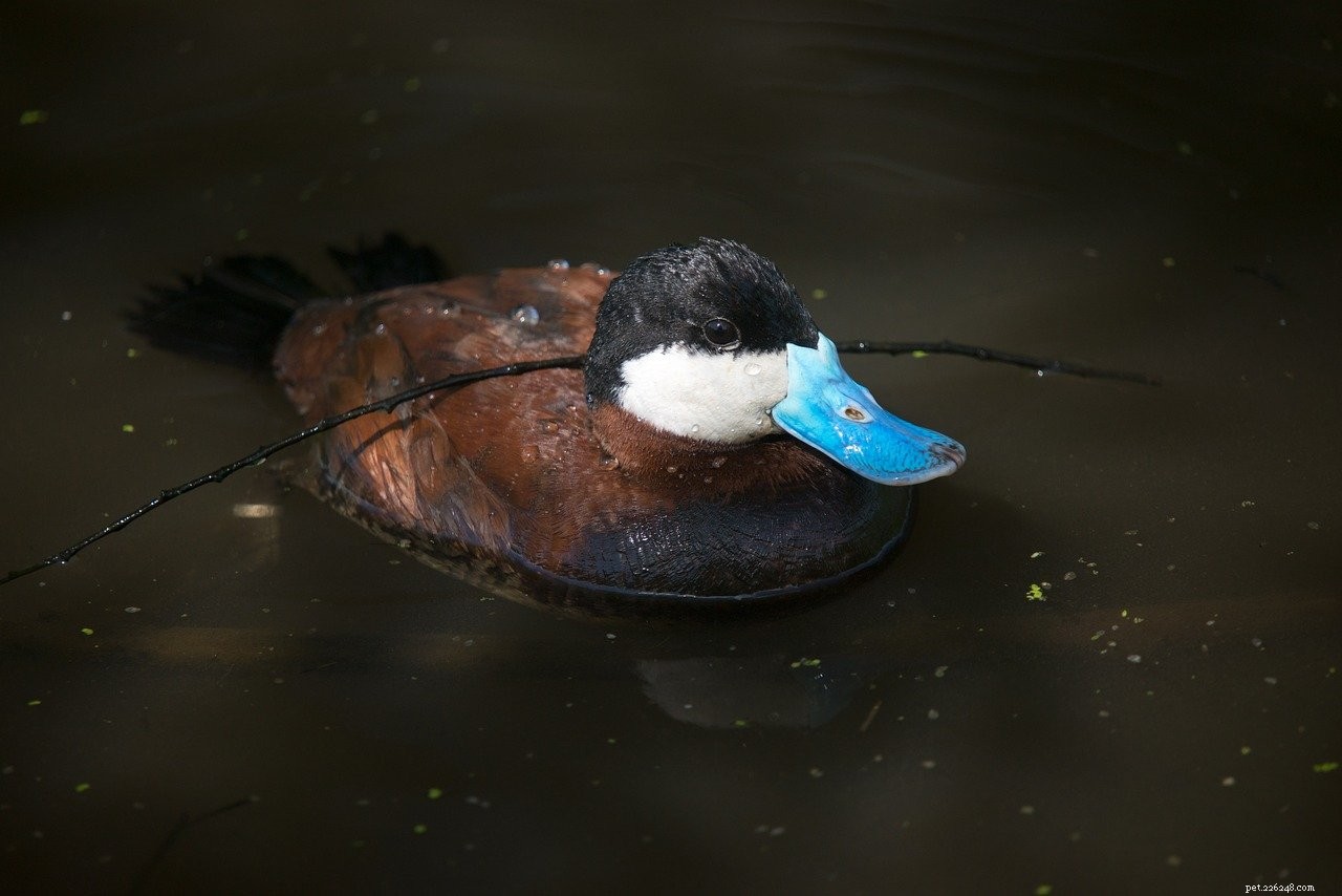 Discover 11 Duck Species Native to Massachusetts — Illustrated Guide