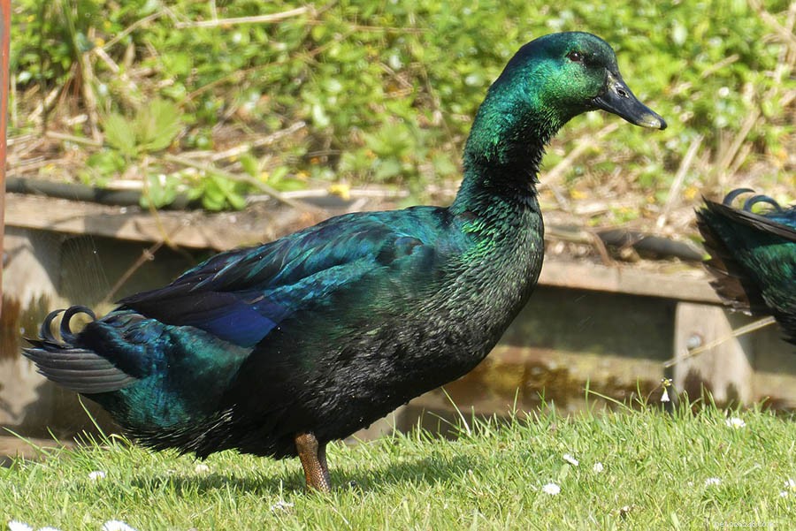 Best 11 Backyard Duck Breeds for Home Farms – With Photos