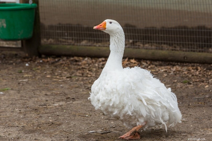 Sebastopol Goose: Elegant Waterfowl for Meat, Eggs, and Ornamental Appeal