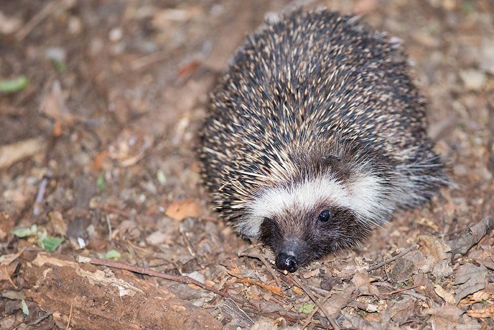 Southern African Hedgehog Care Guide: Tips, Facts & Expert Advice