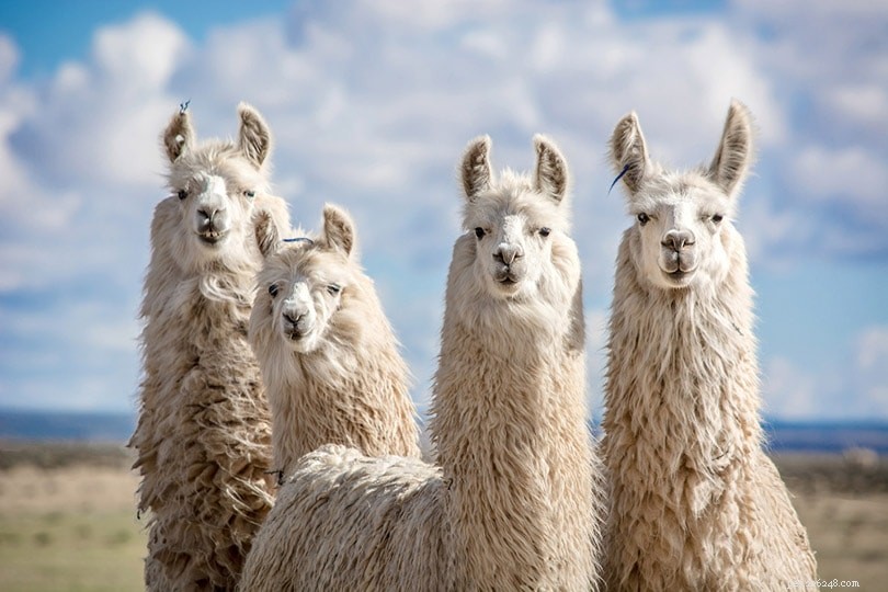 Llamas: Origin, Habitat, and Why They’re Domesticated