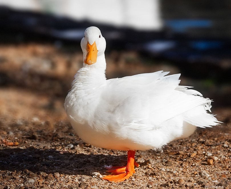 Top 8 Largest Duck Breeds – Size, Features & Images