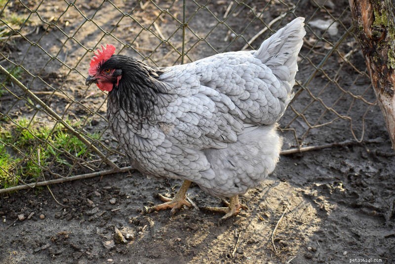Sapphire Blue Plymouth Rock Chicken: Stunning Plumage, Excellent Egg Layers & Friendly Personality