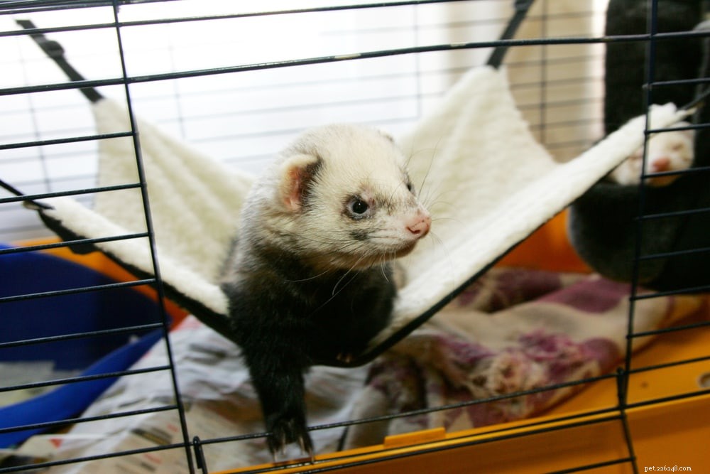 Build 8 Custom Ferret Hammocks – Easy DIY Plans for Comfort & Style