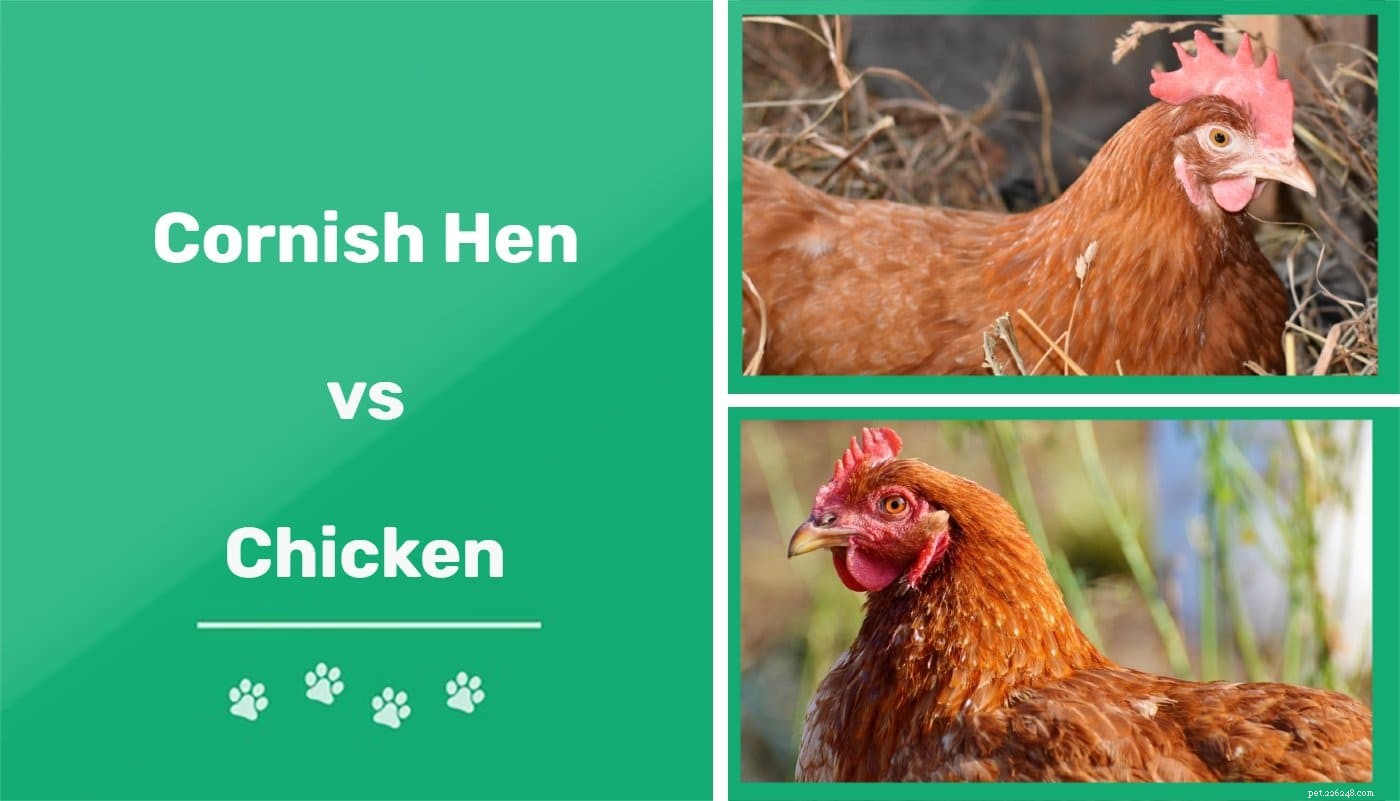 Cornish Hens vs. Chickens: Key Differences Explained