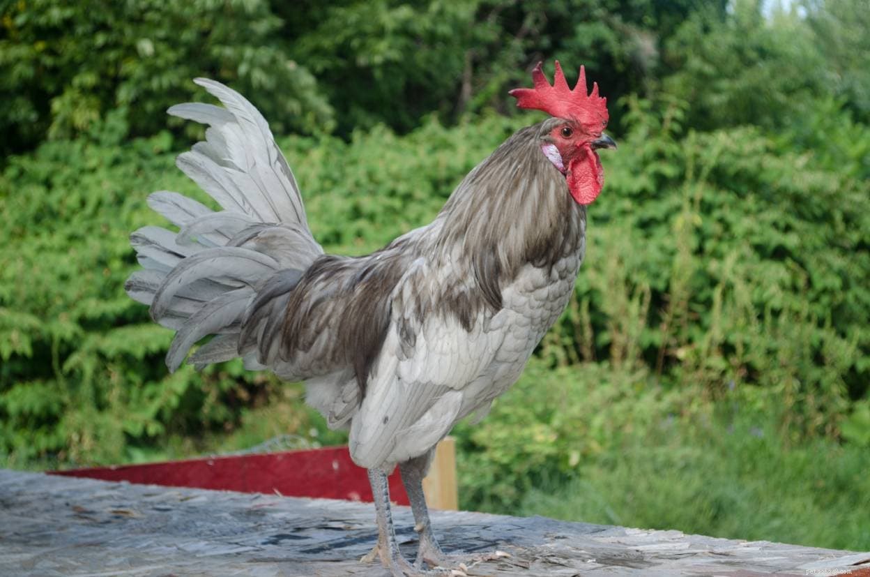 Whiting True-Blue Chicken: The Egg-Laying Breed with Stunning Blue Eggs