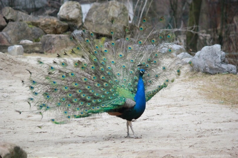 Indian Peafowl: History, Beauty, and Care Guide