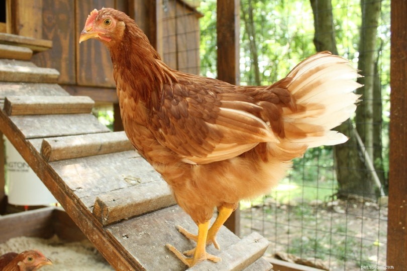 Golden Comet Chicken: The Reliable Egg‑Producing Hybrid for Small‑Scale Farmers