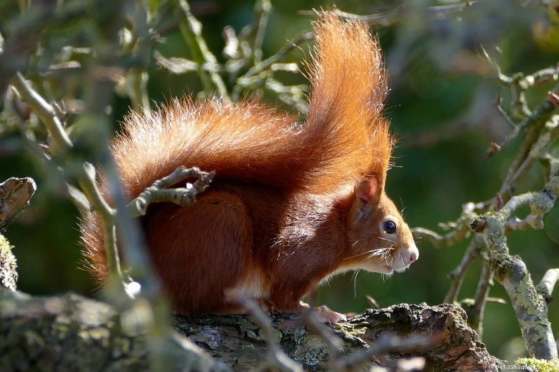 10 Critical UK Endangered Species Statistics You Must Know in 2022