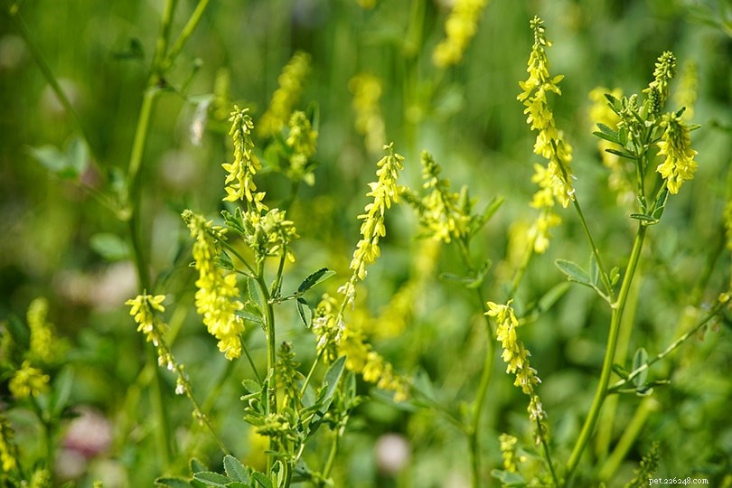 Is Clover Safe for Cows? Key Facts Every Farmer Should Know