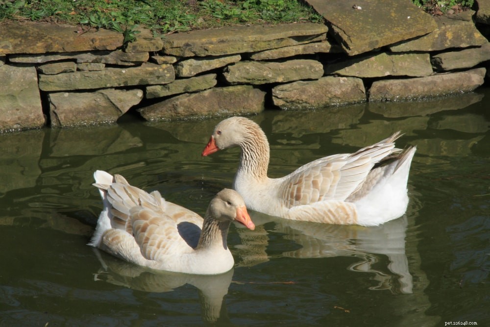 Brecon Buff Goose: A UK‑bred, Hardy, Dual‑Purpose Farm Companion