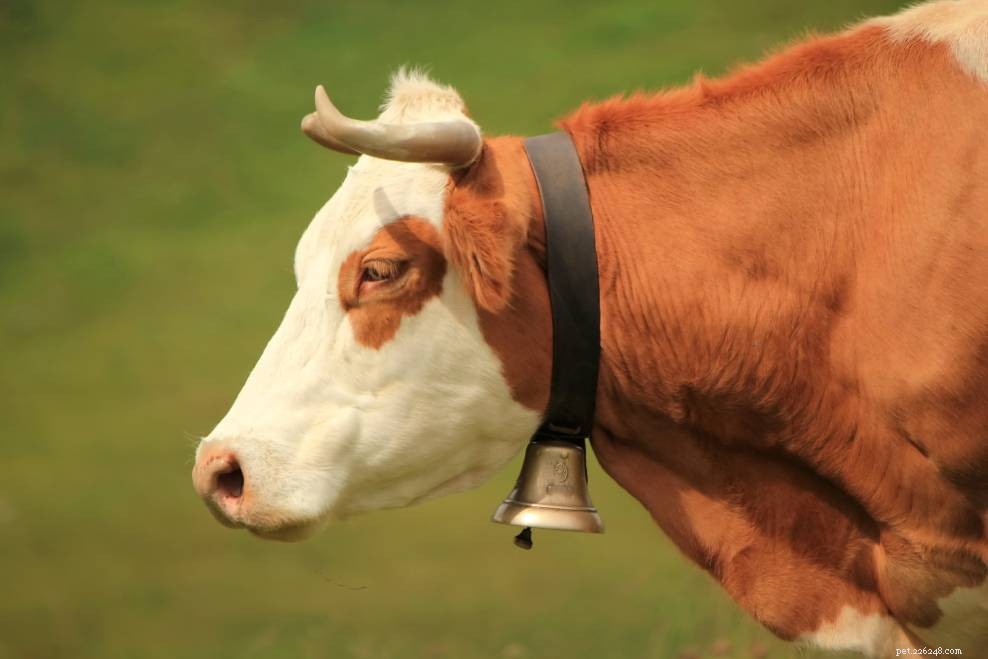 Why Farmers Attach Bells to Cows: A Practical Guide