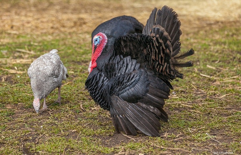 Norfolk Black Turkey: Britain’s Historic, Hardy Farm Breed