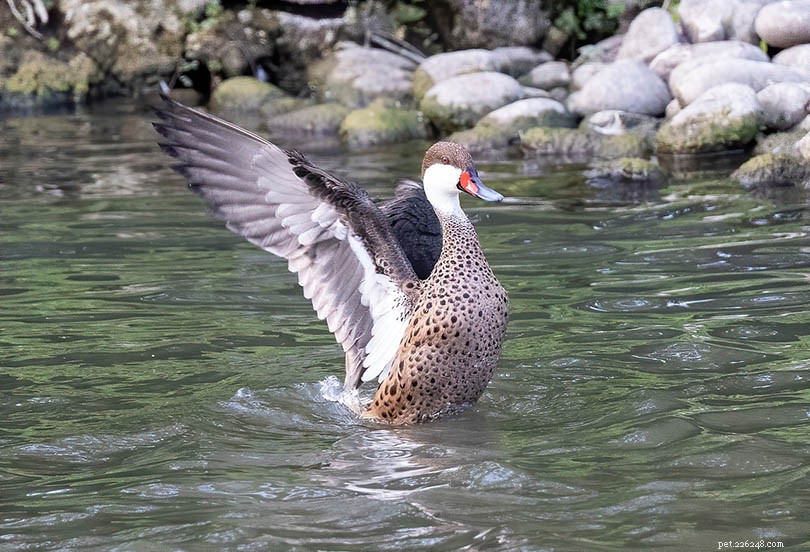 10 Rare Duck Breeds You Must See – Stunning Photos & Facts