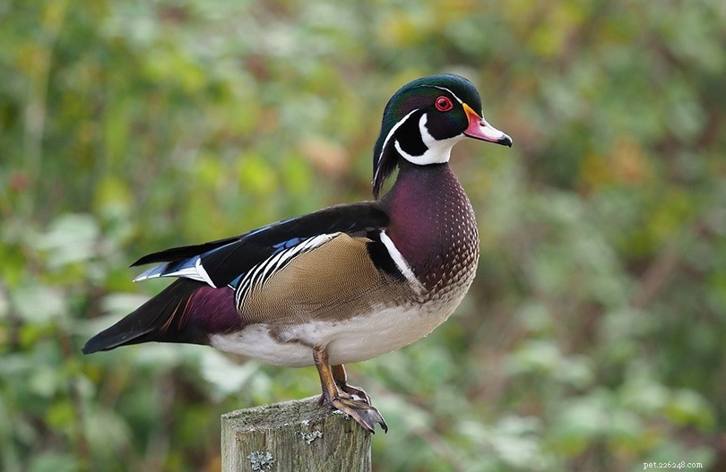 17 Duck Species Found in Oregon: A Visual Guide