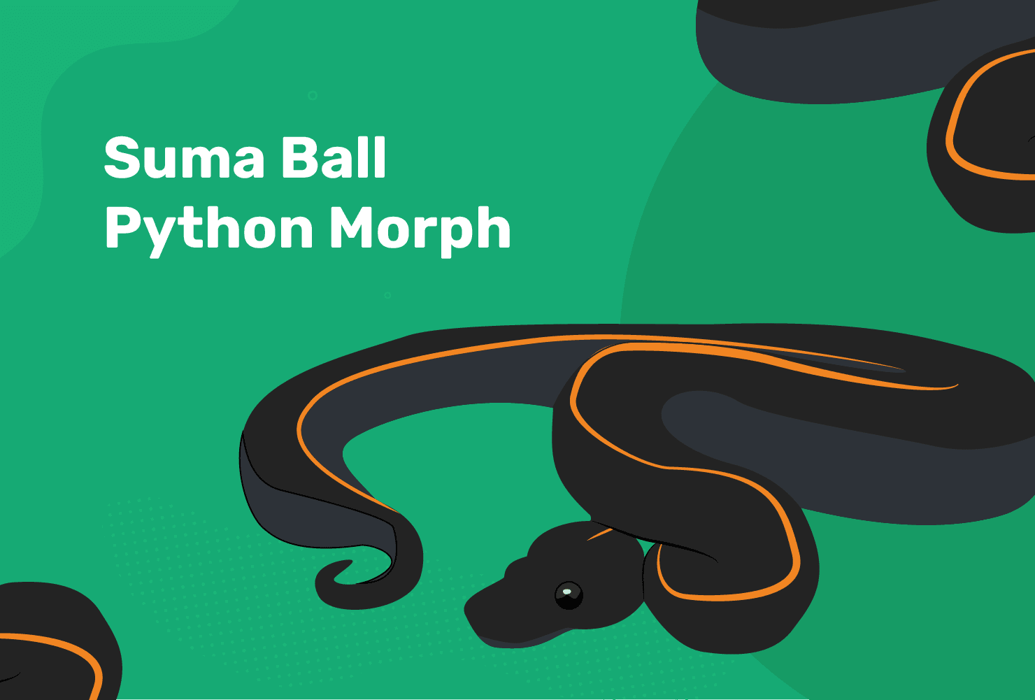 Suma Ball Python Morph: A Rare, Co-Dominant Mahogany Variant