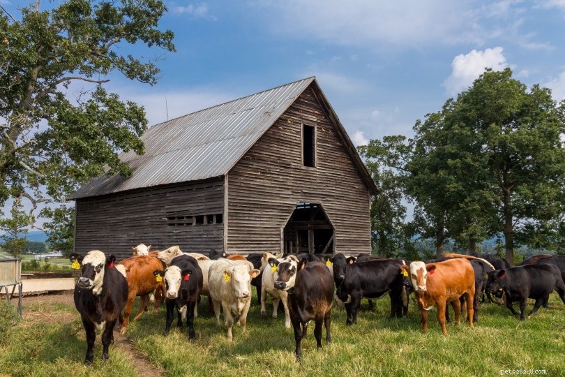 US Cattle Census 2022: 94 Million Cows Across the Nation