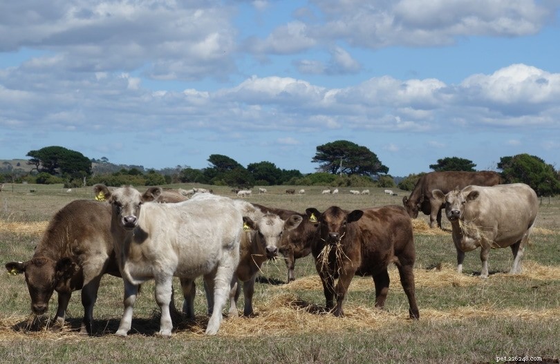 Cows and Climate: Estimating Annual Methane Emissions