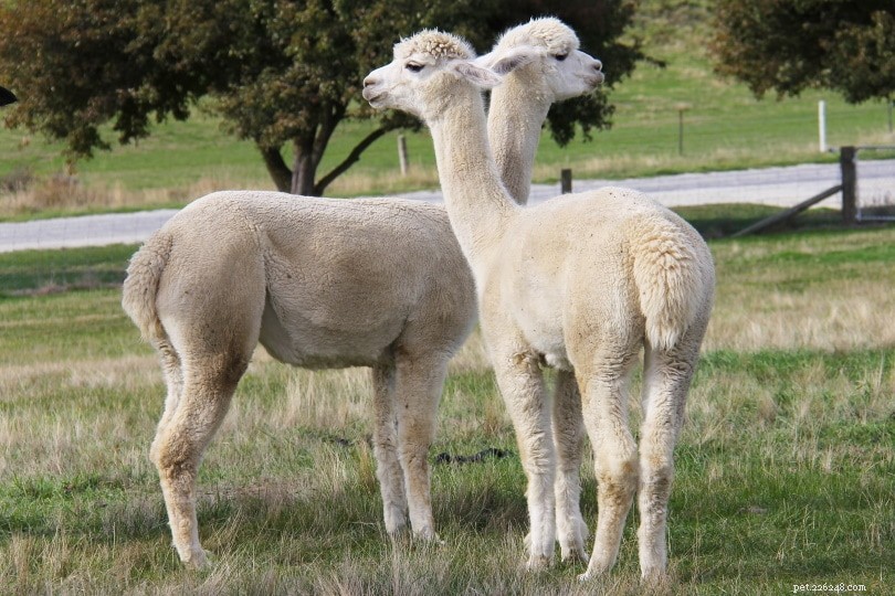 How to Shear a Llama: A Simple 4-Step Guide for New Owners