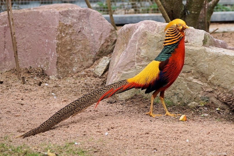 Do Pheasants Fly? The Truth About Their Flight Capabilities