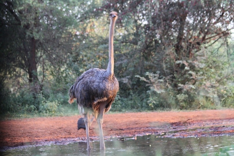 Do Ostriches Swim? Expert Guide to Their Aquatic Abilities