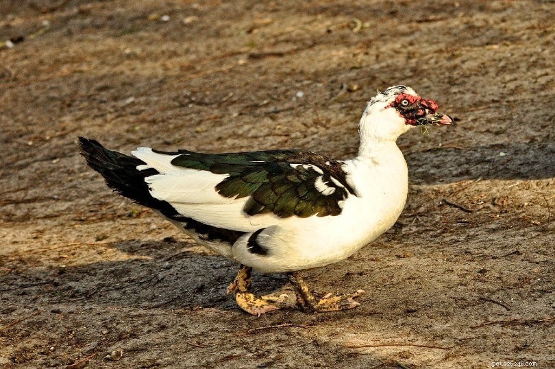 Top 9 Quiet Duck Breeds for a Peaceful Pond