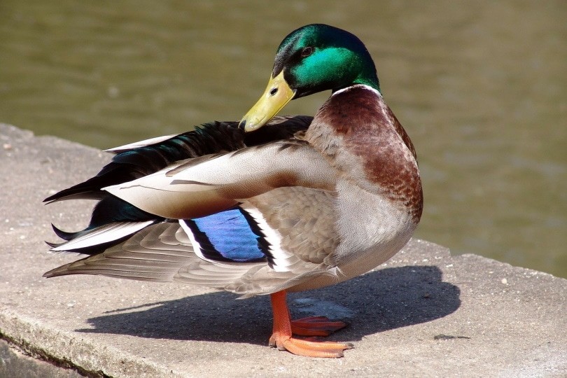 Illinois Duck Species Guide: 20 Breeds & Their Rarity