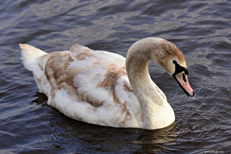 Keeping Swans as Pets: Legalities, Care, and Practical Tips