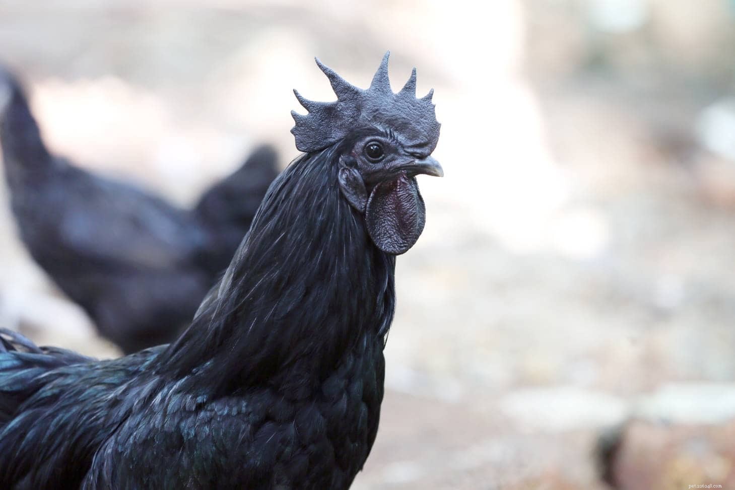Discover 9 Chicken Comb Types: A Visual Guide for Backyard Fowl