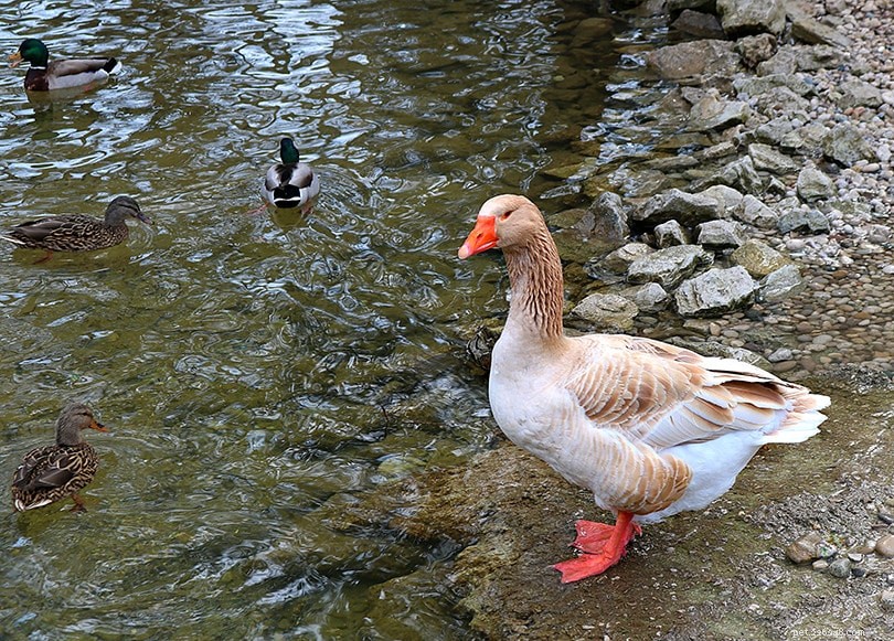 Buff Back and Grey Back Goose: A Rare American Buff Goose Variant