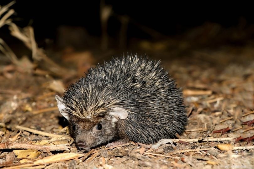 Meet the Indian Hedgehog: A Wild, Tiny Marvel of the Subcontinent