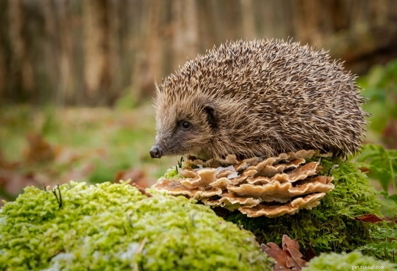 Hedgehog Size Guide: Growth, Height, and Weight Explained