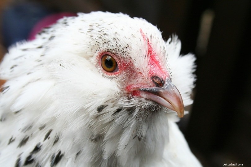 Barbu d Uccle Chicken: Charming Belgian Bantam with Big Personality