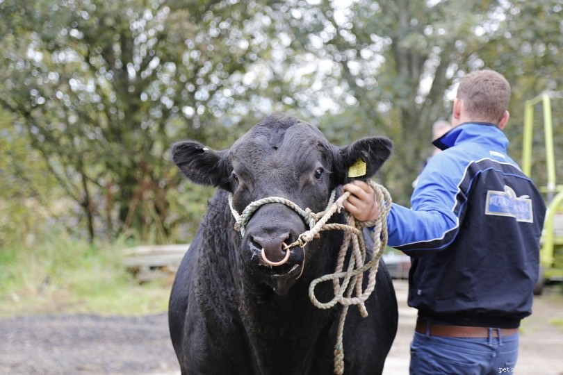 Why Do Bulls & Cows Wear Nose Rings? Understanding Their Purpose and Impact on Animal Welfare