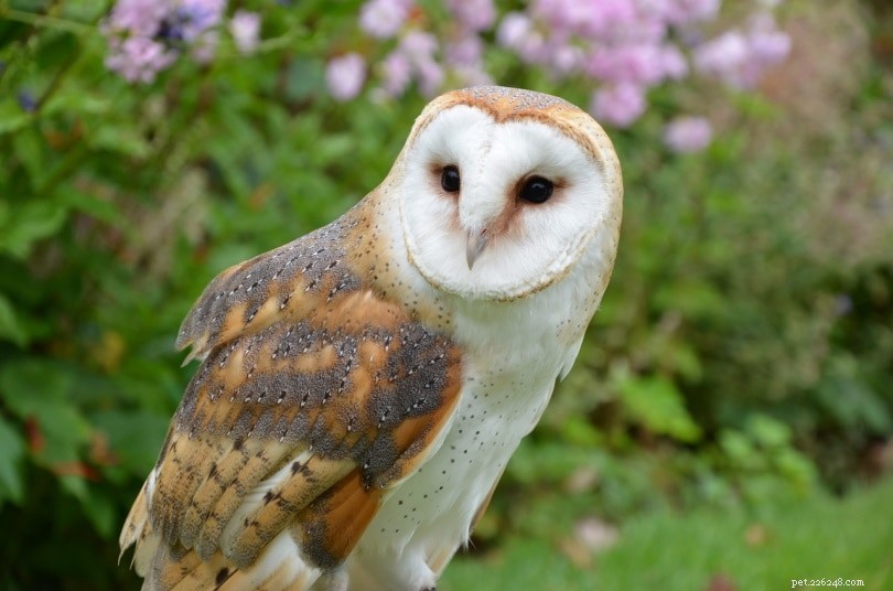 Are Owls Active During the Day? Key Facts About Their Daily Behavior