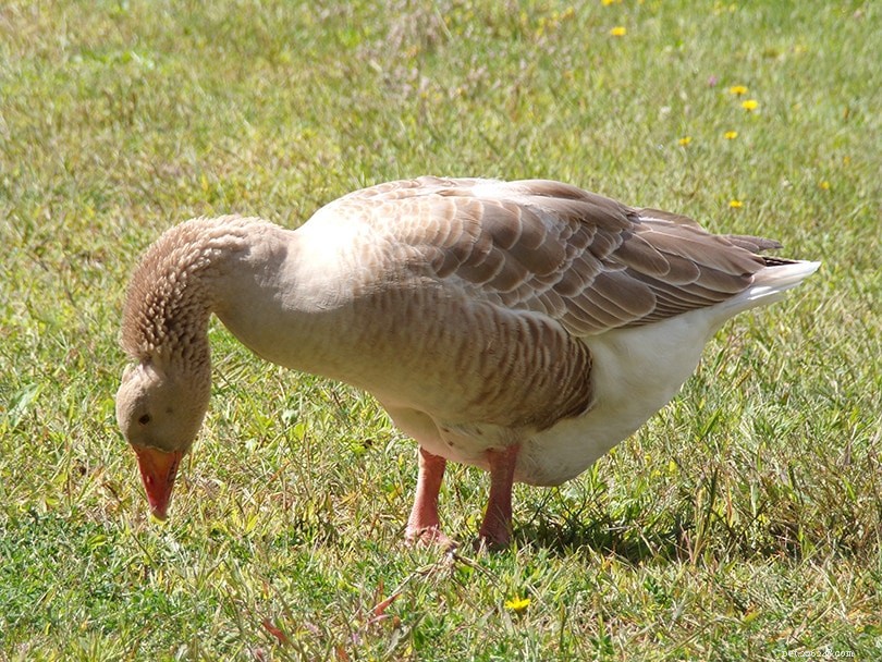American Buff Goose: A Calm, High-Yield Breed for Farmers & Pet Lovers