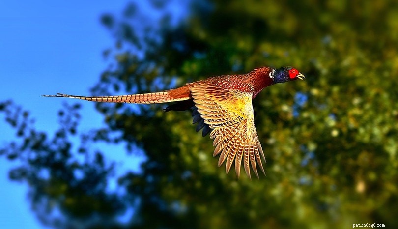 Ring‑Necked Pheasant (Common Pheasant): Care, Features & Meat Value