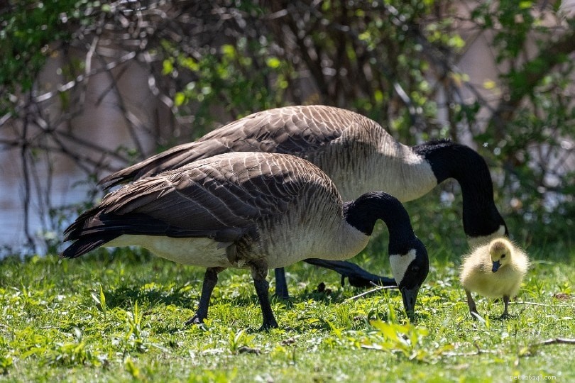Do Geese Mate for Life? Expert Insights Into Their Lifelong Partnerships