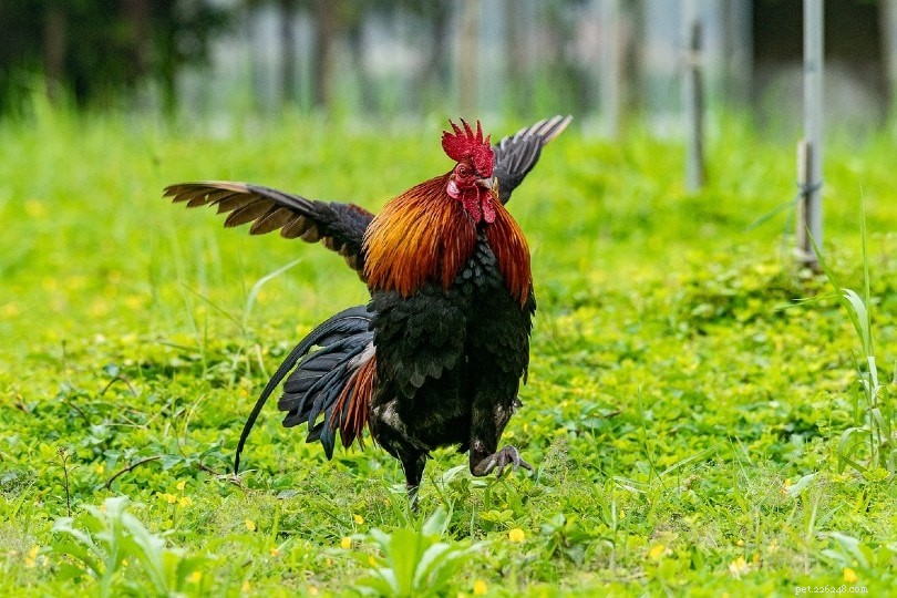 Red Jungle Fowl: Hardy, High-Quality Layers from Southeast Asia
