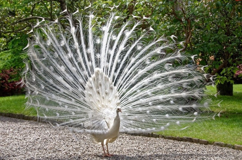 White Peacock: Rare All-White Birds & Their Unique Genetics